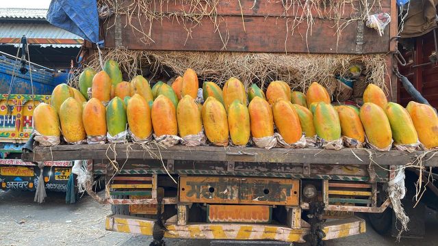 PAPAYA Origin India Quality Grade USDA Choice, Usda Choice - Image 3