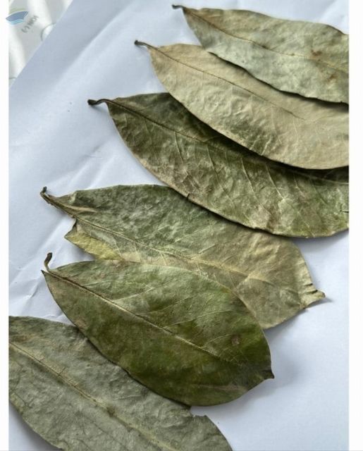 Dried Soursop Leaves - Image 1