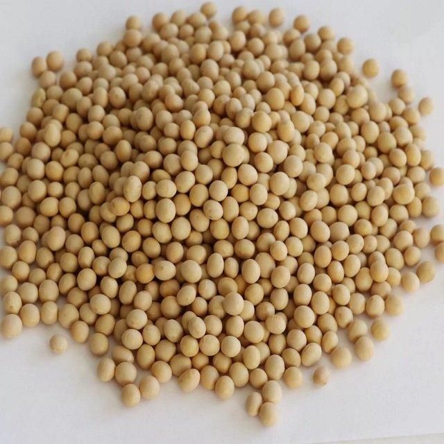 GMO SOYBEANS SEEDS - Image 1
