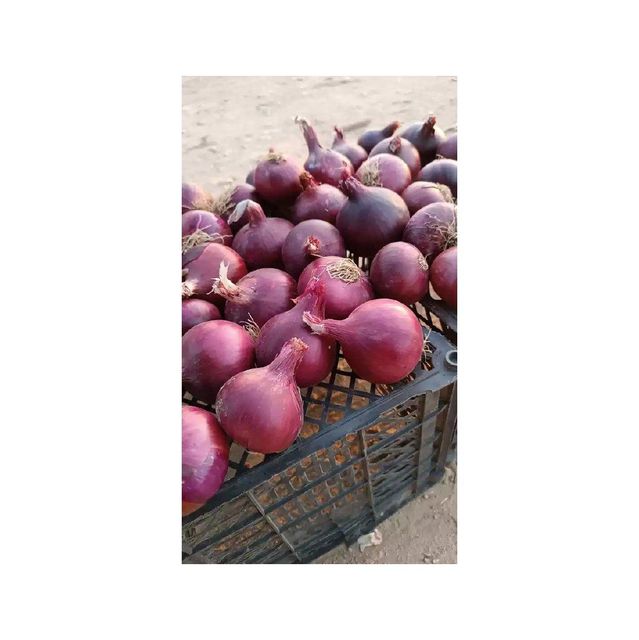 High quality Best Price Fresh Red Onion - Image 1