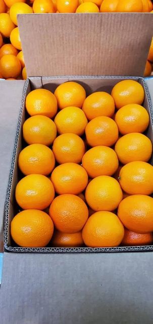 Fresh Valencia Oranges Premium Quality class 1 grade! qualuty 15kg carton packaging - Image 5