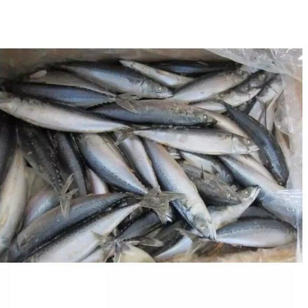 Wholesale seafood delicious fresh fish frozen tunny tuna fish - Image 4