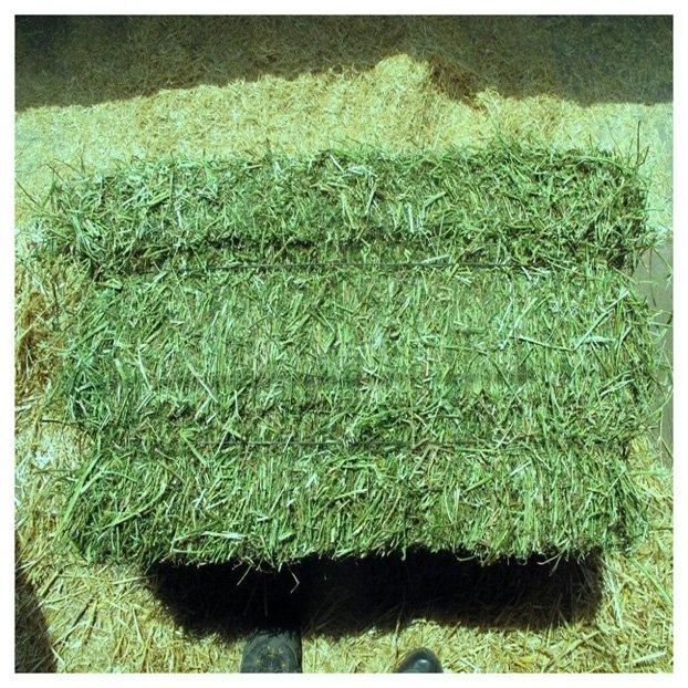 Alfafa Hay Animal Feeding Stuff Alfalfa, hay/alfalfa hay pellets Timothy Hay/ Alfafa in Bales Best ready to supply alfalfa hay bays / Alfafa pellets / Dehydrated Alfalfa cubes timothy hay - Image 4