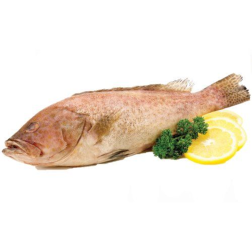 Best Selling Frozen Grouper Fish Whole/ Fillet from Seafood Distributors - Image 1