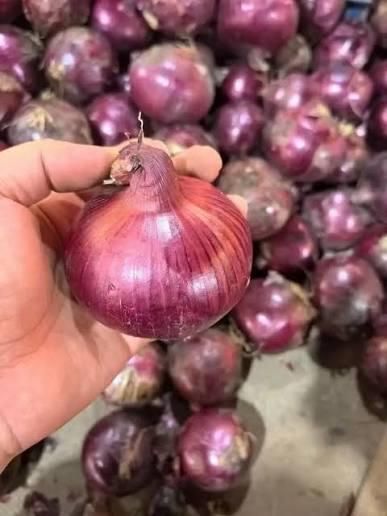 Red Yellow Onion Wholesale Yellow Onions Cebolla Oignon Color Red, Yellow Shape Round, Oval Shelf Life 2 years Form Fres - Image 3