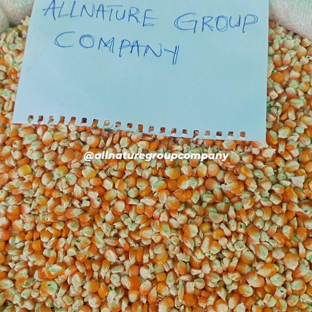 YELLOW CORN MAIZE - Image 4
