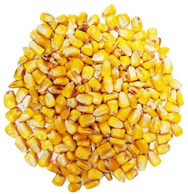 High quality Yellow Corn available for large orders with uniform kernels strong aroma and export ready packing Yellow Corn - Image 1