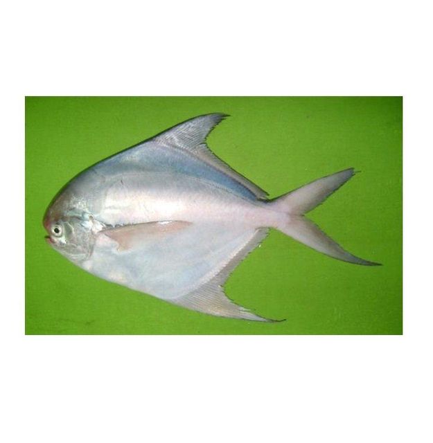 Silver Pomfret Fish Fishlive And Fresh Fresh Frozen White Silver Pomfret Fish - Image 3