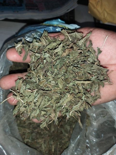 Dried Nettle Leaf TBC Grade FOOD Color GREEN Packaging HDPE BAGS Shelf Life 24 MONTHS Max. Moisture (%) 8% Place of Origin INDIA - Image 4