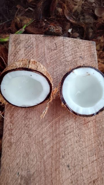 Semi Husked Coconut - Image 4