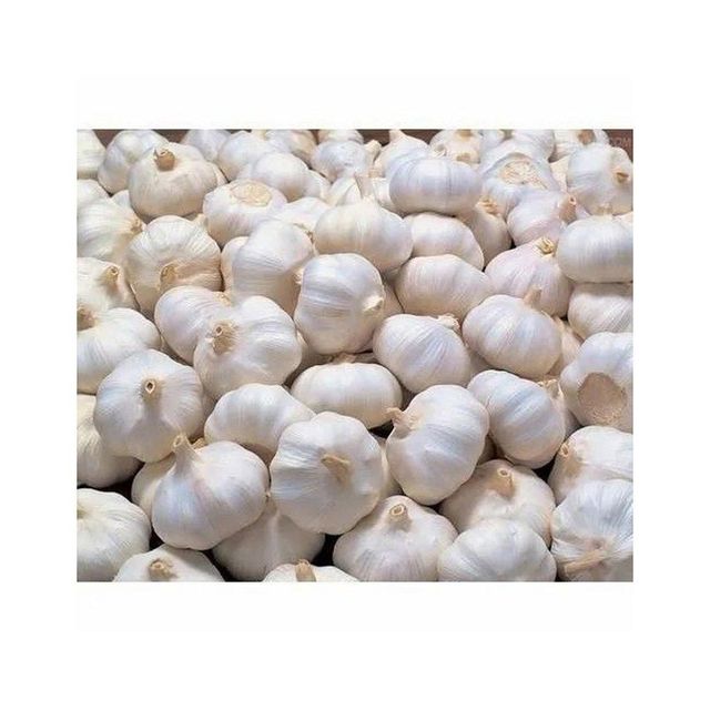 Farm fresh garlic suitable for cooking seasoning and food processing Fresh garlic for restaurants hotels and commercial kitchens Bulk fresh garlic supply for wholesalers and distributors White fresh garlic with uniform size and premium quality grading - Image 5