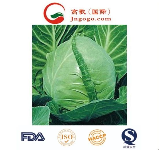 Fresh and Premium Chinese Cabbage Kind Fresh Size 1.5kg Color Green Origin China Trademark GOGO HS Code 0706100001 Storage Method - Image 4