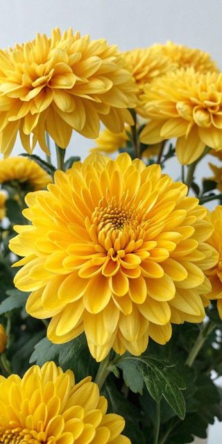 Chrysanthemums - Image 3