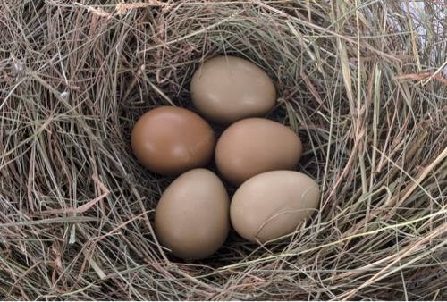 Pheasant egg - Image 1