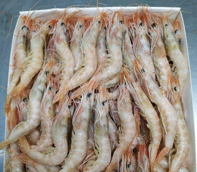 PREMIUM SEAFOOD QUALITY Red Shrimp (Pleoticus muelleri) Wild Caught, Sea Frozen (HOSO) L1 (10–20 ppk) ON SALE - Image 3