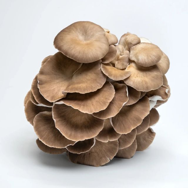 oyster mushrooms - Image 1