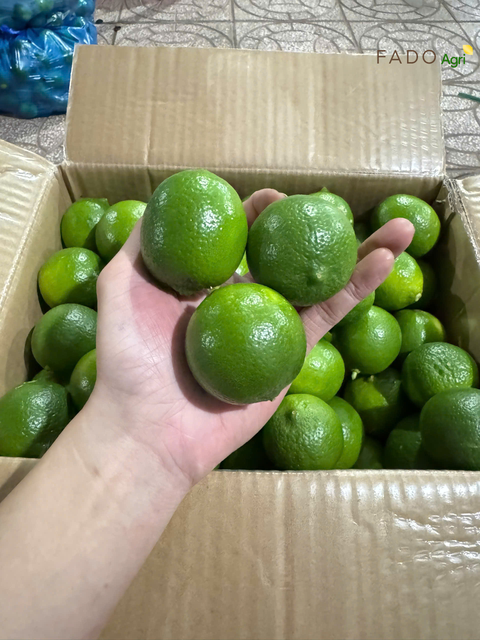 Seedless Lime – product photo 3, product detail gallery