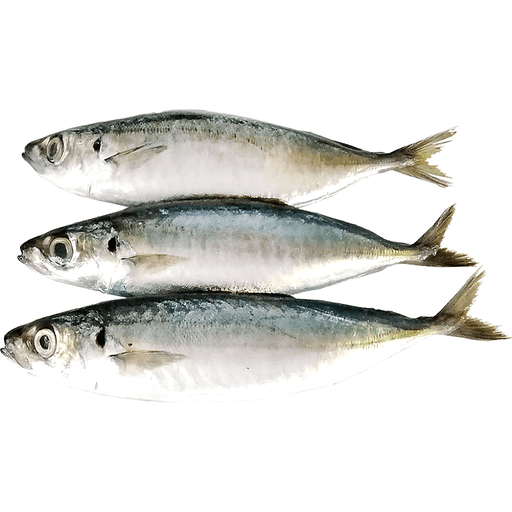 Seafood Fresh Frozen Whole Layang Scad fish for Sea Fish Buyers - Image 1