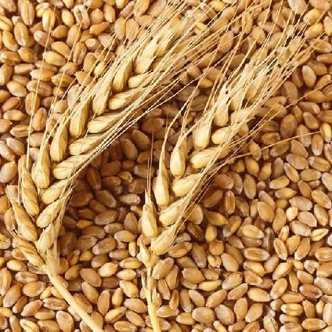 Wheat – Export Quality Origin India Grain Size Uniform Grain Color Uniform Moisture Max. 12–14% Nutritional Value High Foreign Matter Max. 1% - Image 1