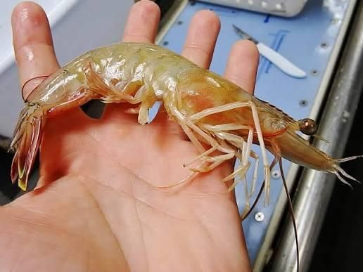 Pacific white shrimp - Image 1