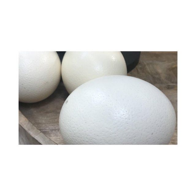 Ostrich Eggs for Sale / Fertile Ostrich Eggs and Ostrich Chicks - Image 3
