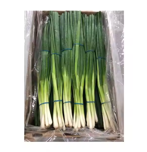 Green Onion - Image 1