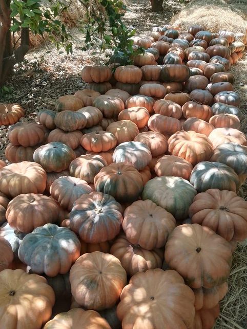 Fairytale Pumpkins – Now in Season! - Image 3