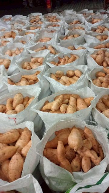 Orange sweet potato - Image 3