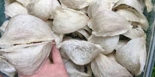 Premium Edible Bird’s Nest – Natural Health Tonic | High Nutrition & Luxury Delicacy - Image 4