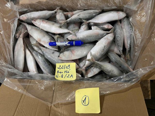 INDIAN MACKEREL - Image 1