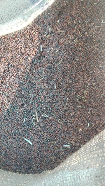 Mustard seeds Color Golden Hue Texture Purity And Potency Flavor Rich Aroma And Flavor Freshness Retained Maximum - Image 1