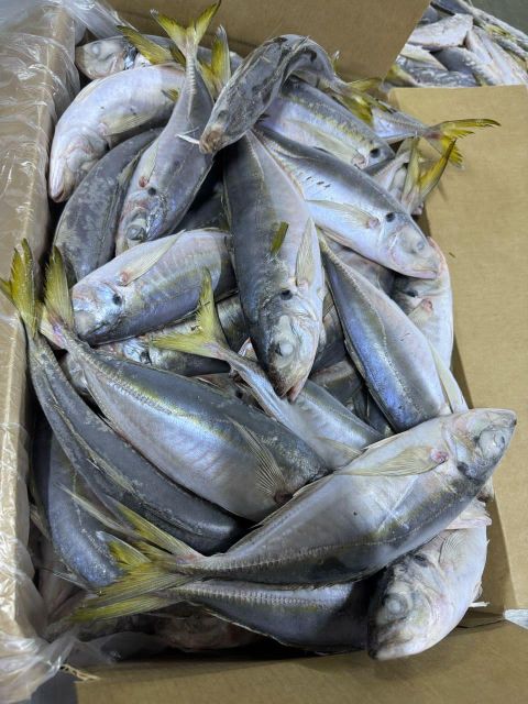 Trachurus Trachurus hores mackrell Grade A Size 16+ 20+ 25+ Spanish Name Jurel French Name Chinchard Brand Name ASMAK FISH - Image 4