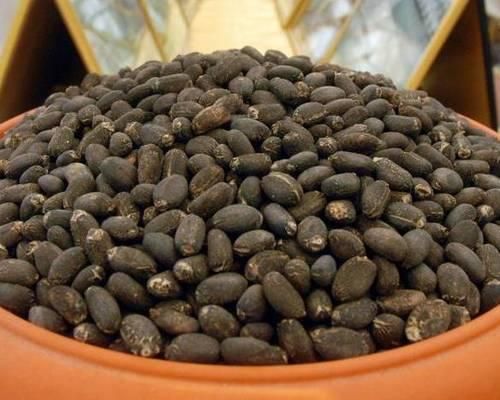 Premium Quality Jatropha Curcas Seeds – Non-Edible Oil Seeds for Biofuel & Agriculture - Image 4