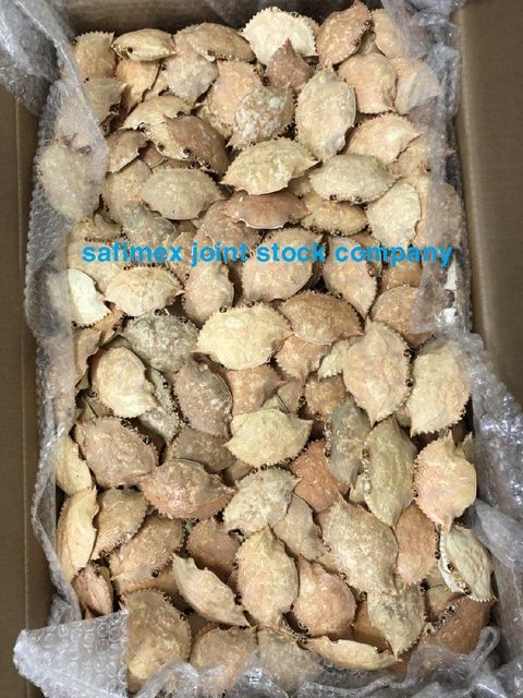 Dried Crab Shell - Image 3