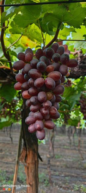 Grapes - Image 5