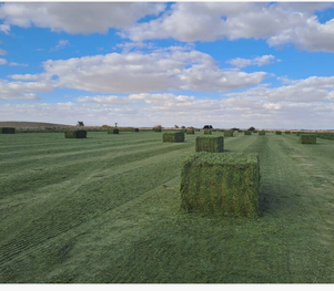 Cheapest Alfalfa Hay Animal Feeding Stuff Alfalfa, hay/alfalfa hay pellets Timothy Hay Wholesale Manufacturer Alfalfa Hay - Image 4