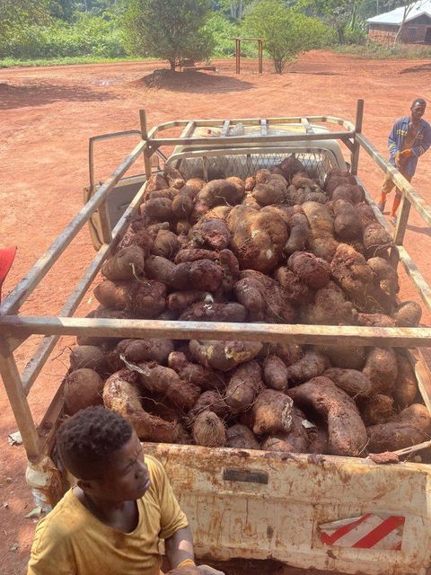 Ghana water yam - Image 3