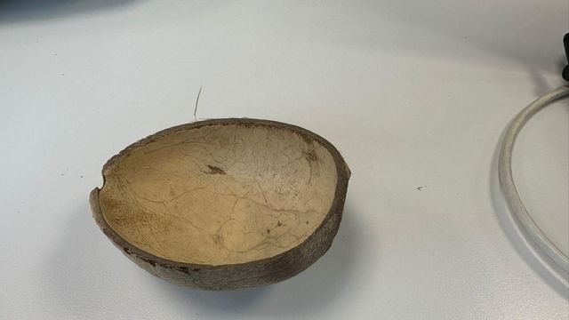 COCONUT SELL Size MAX 9 CM Packaging BAG 50 KG/BY - Image 3