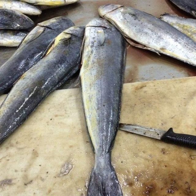 Frozen Mahi Mahi Fish Wild Ocean Harvest Offering High Protein Content And Trusted Frozen Seafood Supply - Image 2