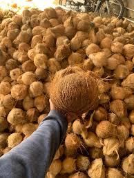 Find similar icon Cheap Price Fresh Mature Semi Husked Coconut From Thailand - Image 1