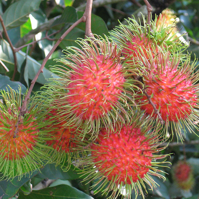 Fresh Thai Rambutan Top-Best 100% Naturally Sweet Fruit Red Skin - Image 2
