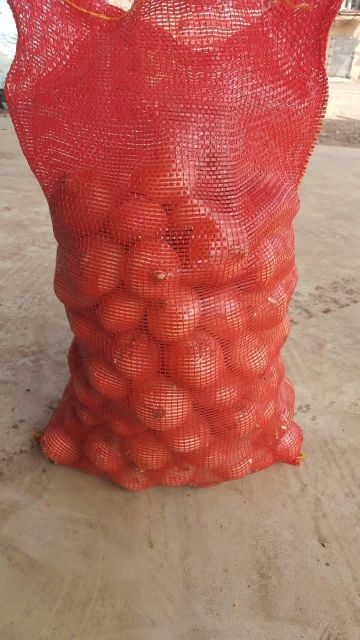 onion - Image 3