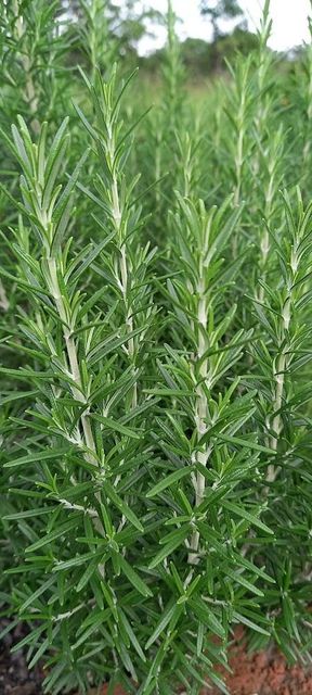 Fresh Rosemary Origin Zambia Packaging Per Bunch-50 Kgs Quality Grade Culinary Grade Minimum Order Quantity 150kg Storage Temperature 70–80°F/21–27°C, 70–80°f/21–27°c - Image 2