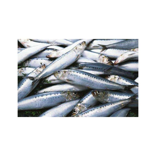 Wholesale Frozen Sardine Fish Premium Quality Cut Other Features Organic Freshness Level Frozen Degree of Processing Cured - Image 3