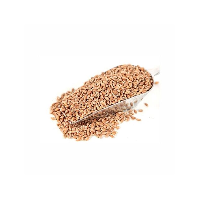 Wholesale wheat grains maintained for continuous trade and high quality resale - Image 2