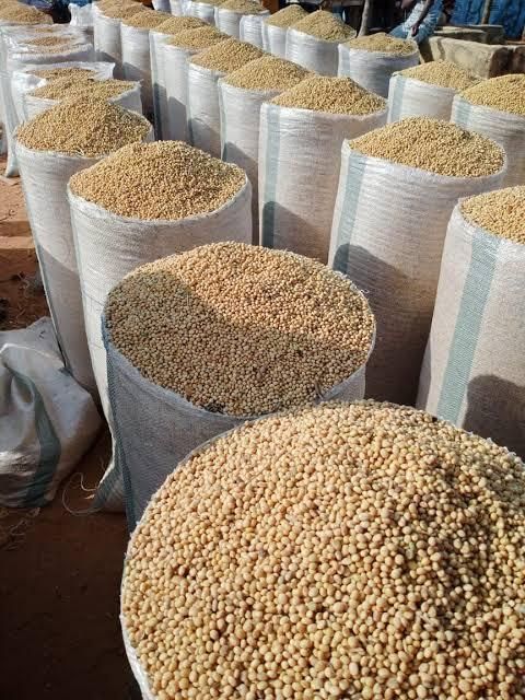Soya Beans - Image 1