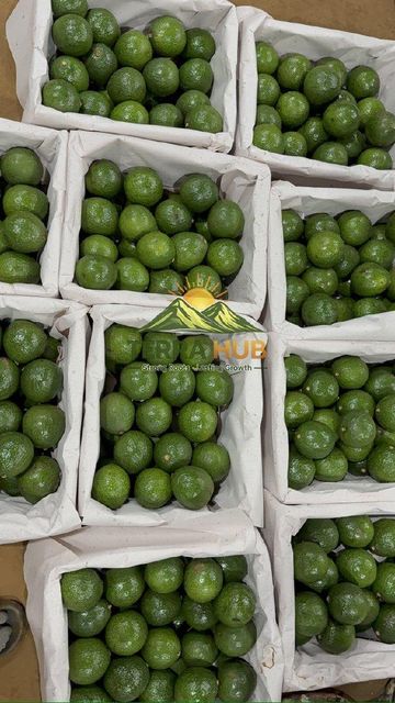 FRESH VIETNAM AVOCADO - Image 3