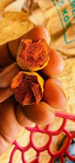 Premium Nizamabad Double Polished Finger Turmeric | Indian Export Quality - Image 2