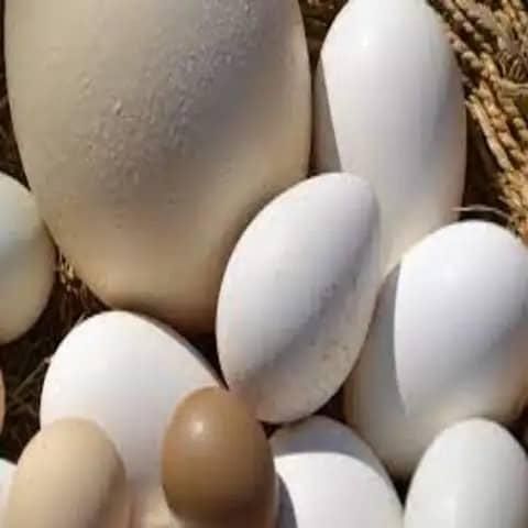 Premium Fresh Ostrich Eggs Natural, Clean, and Healthy Fertile Export Premium Farm Quality Grade Edible Exotic Hatch - Image 5
