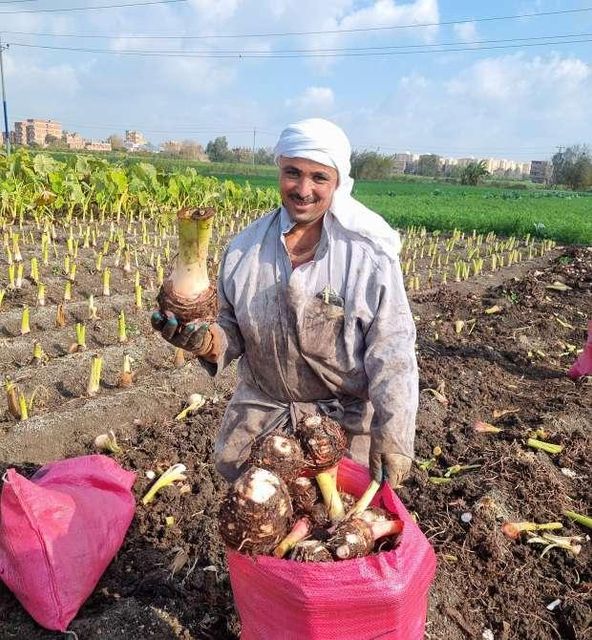 Premium Fresh Egyptian Taro Root - Grade A - Size 500g-1000g - Global GAP Certified - Organic Export - Image 3